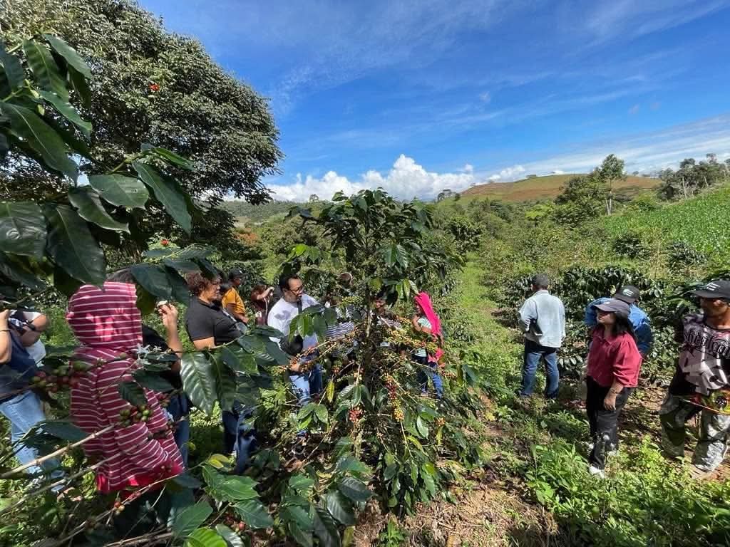 Benguet Arabica Collective
